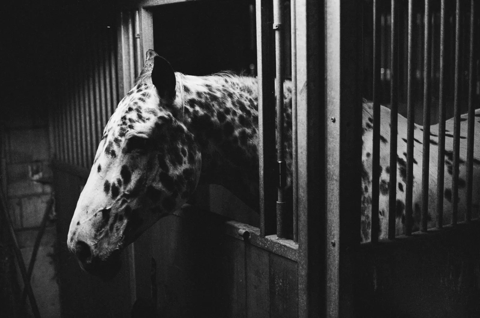 Black-and-white: a spotted horse leans its head out of a stable box.