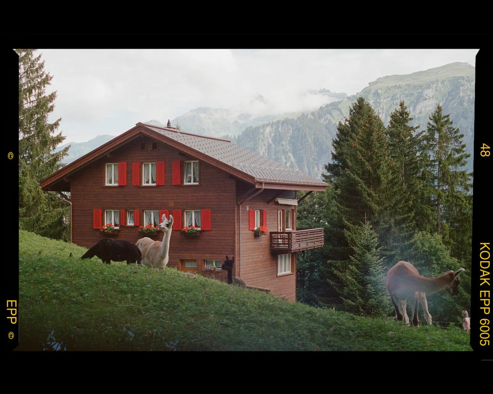 A wooden chalet with red shutters on a green slope, llamas grazing in front of it and mountains behind.